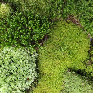 May include: Close-up of a vibrant assortment of green mosses. The image showcases a variety of textures and shades, from light to dark green, creating a natural, textured pattern. The mosses appear healthy and lush, suggesting a thriving ecosystem.