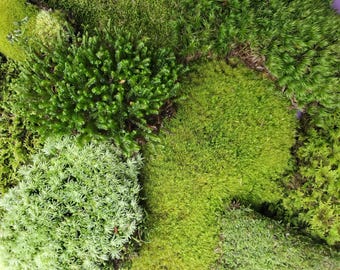 Extra Large Terrarium Moss Assortment – Fresh Forest Mix for Fairy Gardens, Vivarium, Reptiles (9x12 Bag)