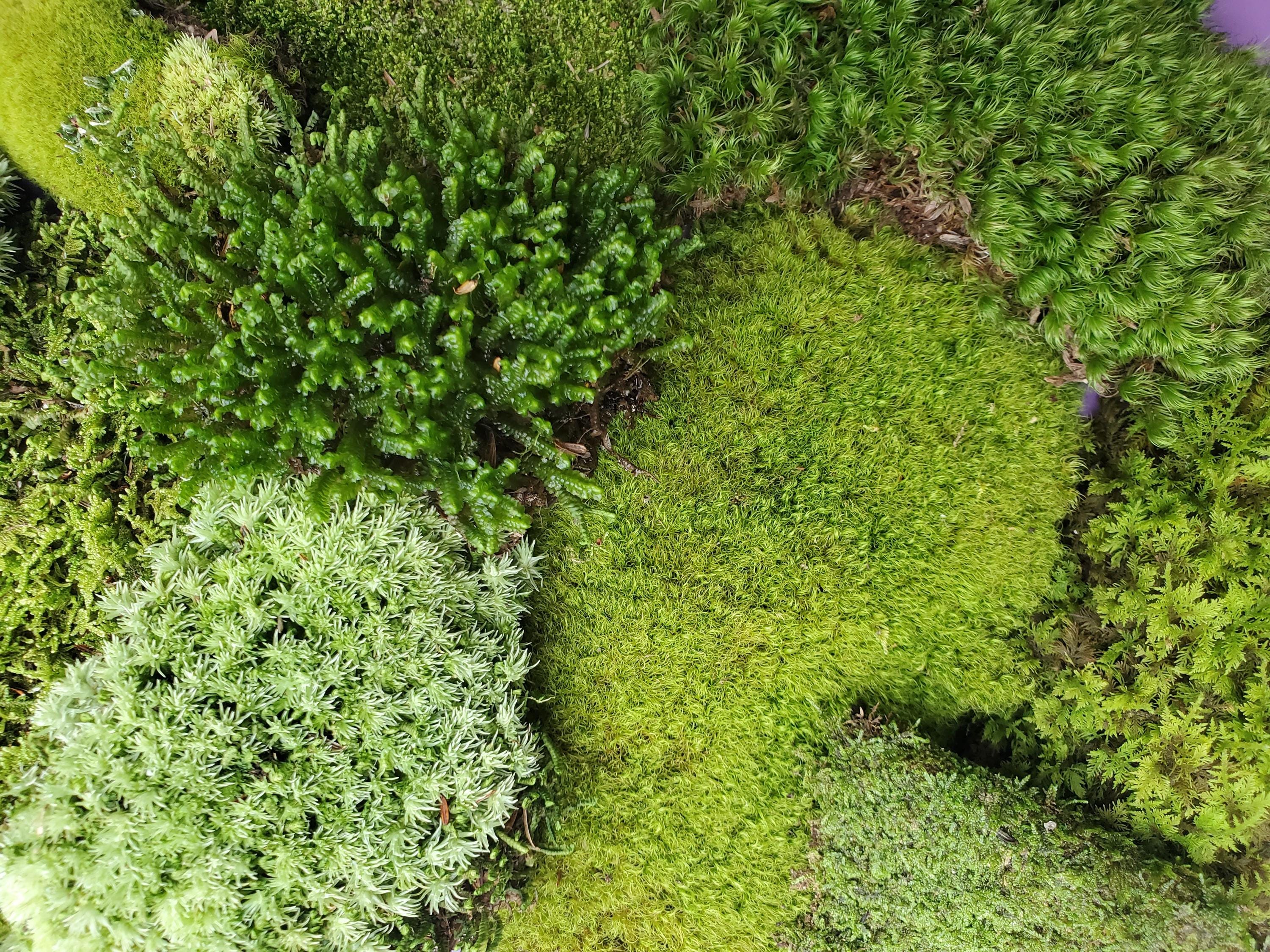Terrarium Moss & Food