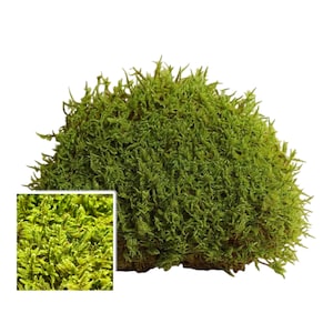 May include: A dense, rounded clump of vibrant green moss with a fine, feathery texture. The surface displays a complex, multi-layered structure of tiny, overlapping leaves. An inset square shows a magnified view of the moss's intricate detail.