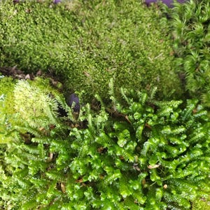 May include: A dense collection of various moss species featuring vibrant shades of lime green, forest green, and deep emerald. The arrangement includes soft, carpet-like moss patches alongside textured, fern-like sprigs and upright, tufted growth.