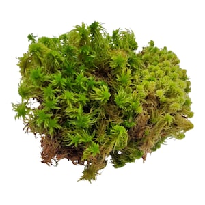 May include: A close-up of a clump of green and brown sphagnum moss. The moss has a dense, textured appearance with small, pointed leaves. The color ranges from bright green to a more muted brown, with a few areas of lighter green.