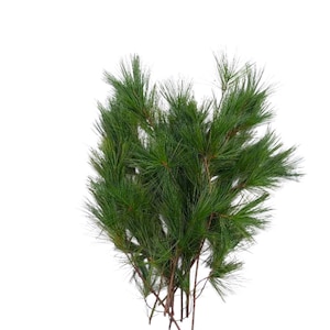 May include: A cluster of artificial pine branches featuring long, slender, dark green needles attached to thin, brown, woody stems. The branches are arranged in a vertical, fan-like formation, showcasing a realistic texture and deep green color.