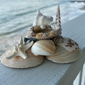 Starfish, Clam, Coquinas, Wentletrap, Nutmeg Shells