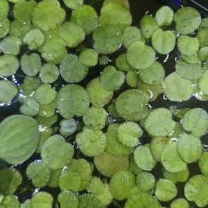 Rare Tiger Frogbit, Fast-Growing & Beginner-Friendly Floating Aquarium Plant, No Snails Or Pests, No Duckweed - 5 Per Package