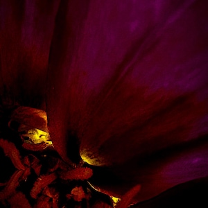 Dunkelmagentafarbenes Blumen-Hintergrundbild für Ihr AMOLED-Display | Mitternachtsglühen