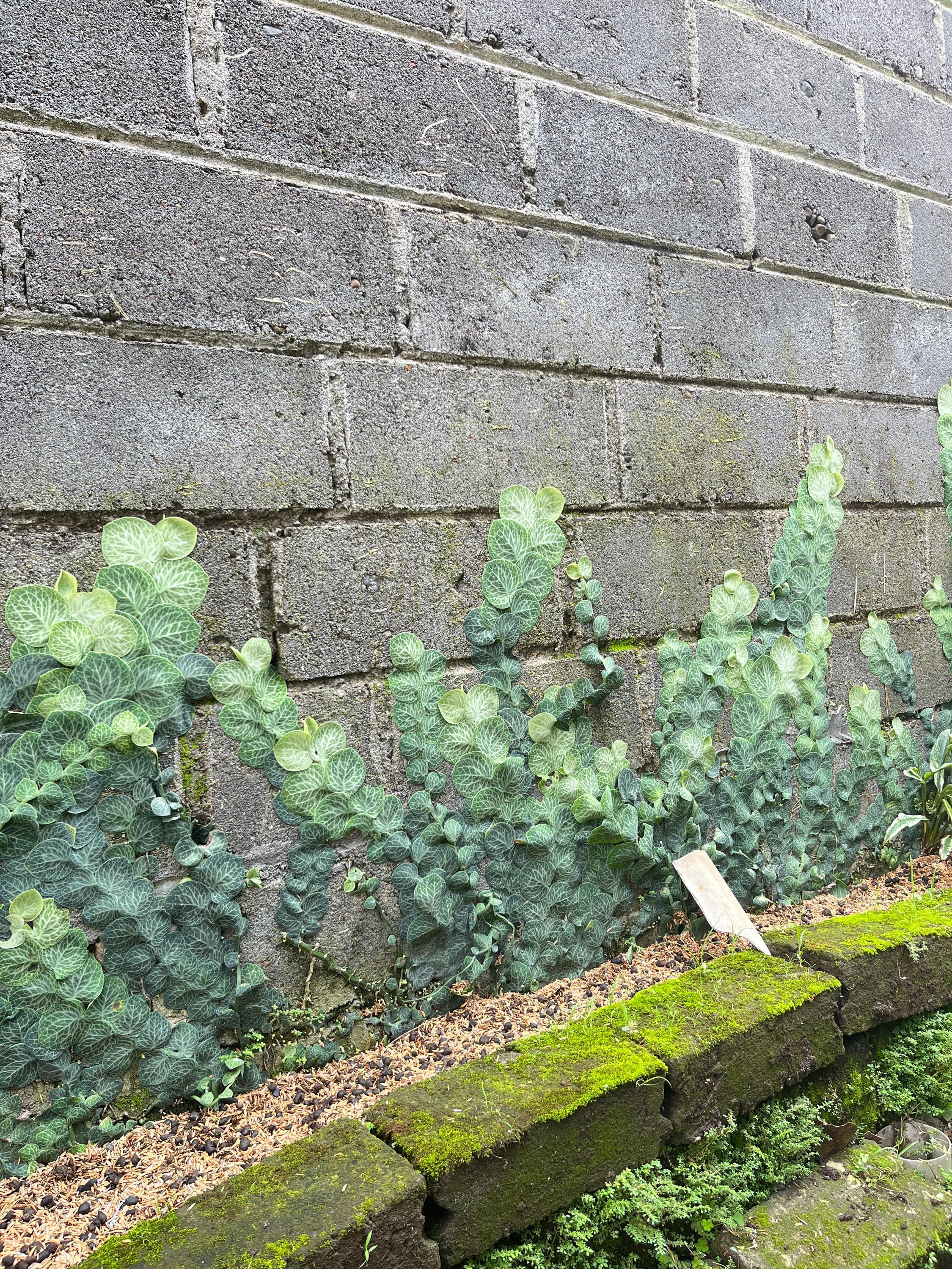 Shingling Raphidophora Cryptantha Rare Shingling Plant 7-9 Leafs | Live Tropical ...