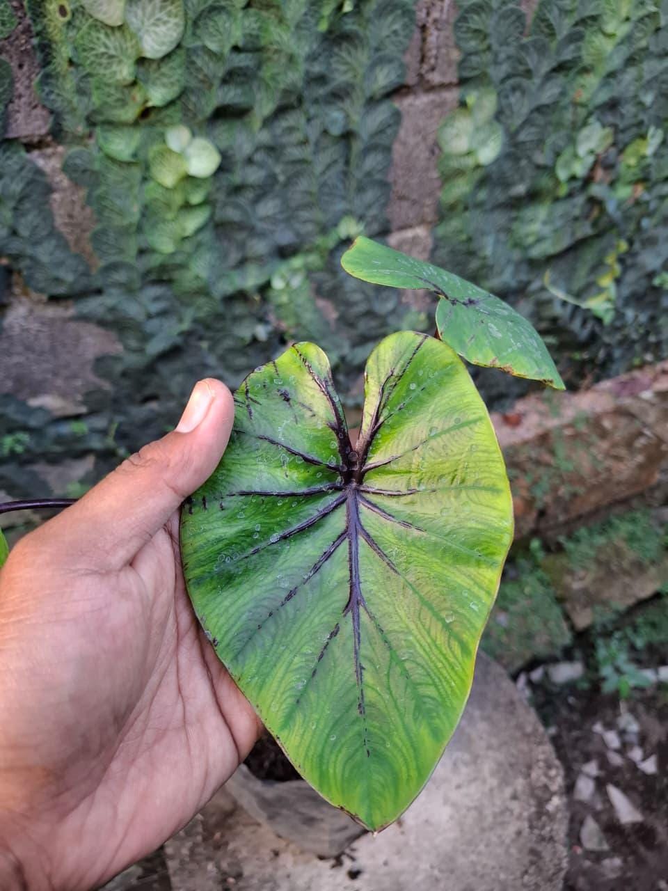 Colocasia pharaoh's mask - Etsy 日本