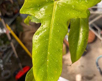 Green Dragon Philodendron