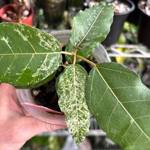 May include: A close-up of a Ficus plant with large, green leaves. Some leaves have white variegation. The plant is in a clear plastic pot, held by a hand. The background is blurred, showing other plants.