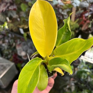 philodendron sunshine Philodendron 'Summer Glory' Variegated (wk19-UI) main image 1