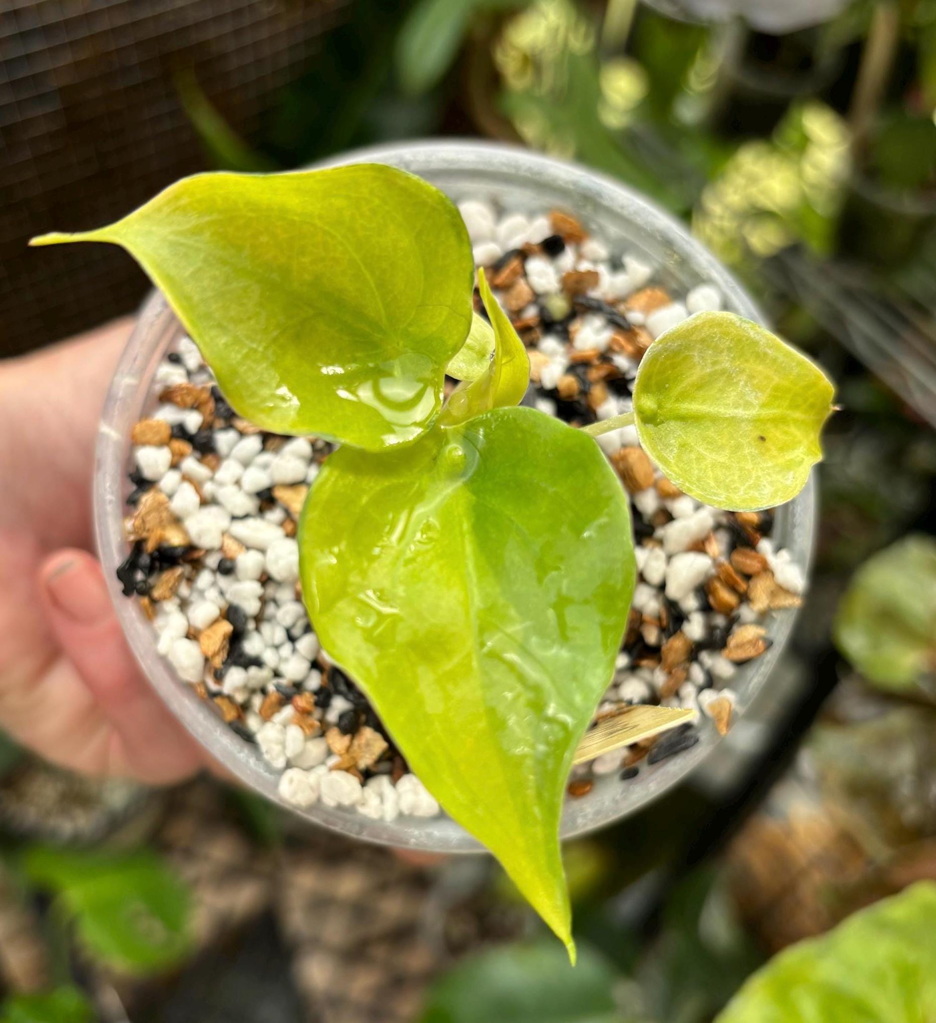 Variegated Cucullata Alocasia - Etsy