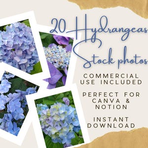 Könnte beinhalten: Eine digitale Grafik mit vier gerahmten Fotos von blauen und violetten Hortensienblüten. Der Text lautet 20 Hydrangeas Stock photos, COMMERCIAL USE INCLUDED, PERFECT FOR CANVA & NOTION und INSTANT DOWNLOAD auf einem hellen Hintergrund.