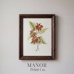 May include: A framed botanical print featuring a detailed illustration of reddish-brown and green leaves. The artwork is set against a white background and enclosed in a dark brown wooden frame. The text "MANOR Print Co." is printed at the bottom.