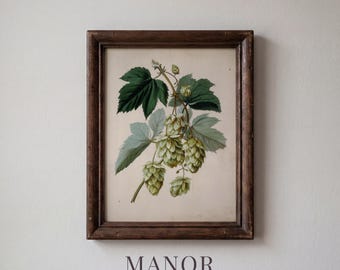 Vintage Hops Plant Botanical Print, Hand Colored Copperplate Engraving Printable Wall Art (Digital Download) 4019