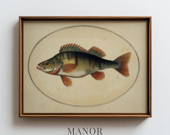 Vintage European Perch Fish Print, Antique Naturalist Illustration Printable Wall Art (Digital Download) 4027