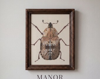 Vintage Beetle Specimen Print, Dark Academia Insect Art (Digital Download) 4009