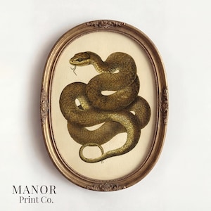 May include: An oval-shaped, ornate bronze-coloured frame containing a print of a coiled brown snake on a cream-coloured background. The snake is depicted with its head raised and tongue flicked out. The text "MANOR Print Co." appears in the bottom left corner.