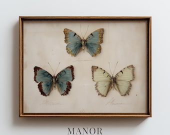 Vintage Butterfly Specimen Print, Natural History Wall Art (Digital Download) 2397