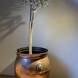 May include: A copper planter with a small olive tree. The planter has a round shape with a decorative lion's head and ring detail. The tree has a slender trunk and green leaves. The planter sits on a wooden floor.