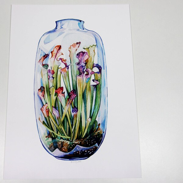 Pitcher Plant in a Glass Terrarium Print