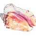 Pink Conch Shell Original Watercolour