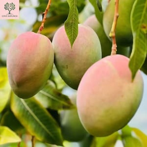 May include: Close-up of ripe mangoes hanging from a tree branch. The mangoes have a gradient of colors, with pinkish-red hues blending into green. The leaves are a vibrant green, and the image is well-lit.
