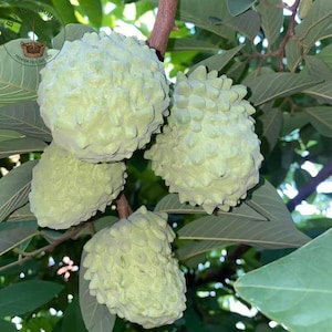 African Pride Atemoya Plant - Sweet Pineapple Flavor Sugar Apple Hybrid - Rare Tropical Fruit Tree - Fast Growing