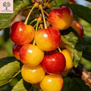 May include: A cluster of Rainier cherries hanging from a branch, featuring smooth, round skins with a gradient of bright yellow and deep red hues. The cherries are attached by thin green stems to a branch surrounded by green leaves.