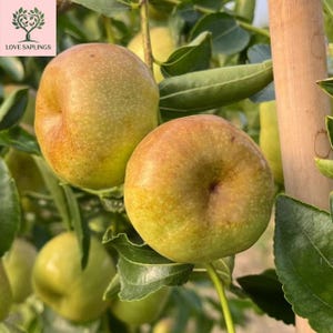 May include: Two round, light green and yellow pears with speckled skin hanging from a tree branch. The fruit features a smooth, firm texture and a small indentation at the top, surrounded by dark green leaves and a wooden support stake nearby.