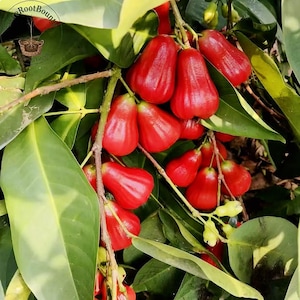 Wax Apple Tree Seedling - Fruit Tree Starters-Rose Apple Sapling, Tropical Fruit Plant