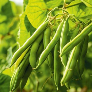 Semillas mejoradas de judías verdes tiernas (Phaseolus vulgaris) – Semillas de hortalizas arbustivas tradicionales para plantar,