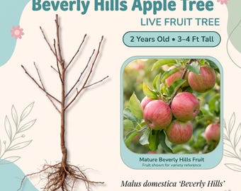 Beverly Hills Apple Tree Live Fruit Tree – 2 Year Old, 3–4 Ft Tall, Low Chill Sweet-Tart Apples, Self Pollinating, Zones 5–10