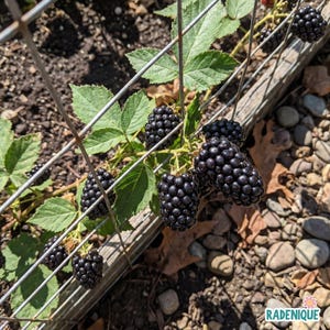 May include: A cluster of ripe, dark purple blackberries growing on a vine supported by a silver metal wire grid. The plant features serrated green leaves and several plump, textured berries hanging near a wooden border and small gray stones.