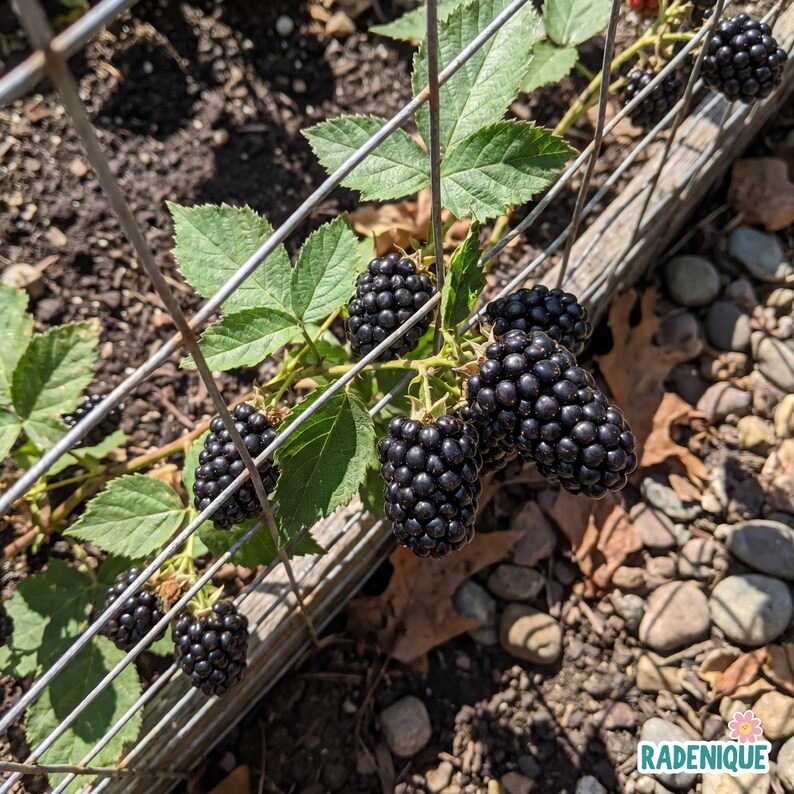 May include: A cluster of ripe, dark purple blackberries growing on a vine supported by a silver metal wire grid. The plant features serrated green leaves and several plump, textured berries hanging near a wooden border and small gray stones.