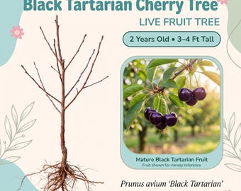 Cerezo Black Tartarian vivo – 2 años de edad, 90-120 cm de altura, cerezas grandes, dulces y de color púrpura oscuro, variedad antigua, zonas 4-10