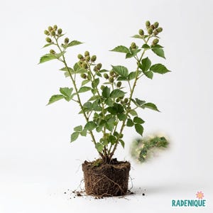 May include: A blackberry plant with green leaves and small, developing green berries on thin, thorny stems. The plant has a dense, exposed root ball at the base, showing soil and fine roots. The text RADENIQUE appears in the bottom right corner.
