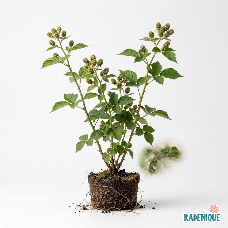 May include: A blackberry plant with green leaves and small, developing green berries on thin, thorny stems. The plant has a dense, exposed root ball at the base, showing soil and fine roots. The text RADENIQUE appears in the bottom right corner.