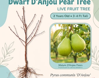 Peral enano D'Anjou, árbol frutal vivo – 2 años de edad, 90-120 cm de altura, peras verde lima, zonas 5-9.