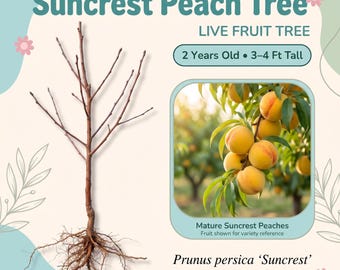 Árbol frutal vivo de durazno Suncrest – 2 años de edad, 90–120 cm de altura, duraznos amarillo dorado, autofértil, zonas 5–9