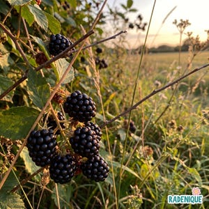 May include: A cluster of ripe, dark purple blackberries hanging from a thorny green vine with serrated leaves. The fruit is round and textured with small drupelets. The text RADENIQUE with a small flower icon is visible in the bottom right corner.