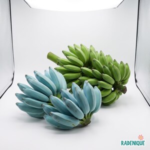 May include: Two clusters of bananas are displayed. One bunch features vibrant, light blue peels, while the other bunch behind it consists of standard green, unripe bananas. The fruit is arranged together, showcasing the distinct color contrast.