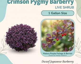 Arbusto vivo de agracejo japonés pigmeo carmesí – 1 galón, follaje púrpura intenso, crecimiento bajo y compacto, bayas rojas.