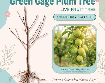 Ciruelo Green Gage, árbol frutal vivo – 2 años de edad, 90-120 cm de altura, ciruelas de color verde lima con sabor a miel, autofértil.
