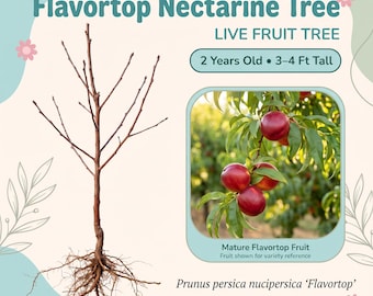 Árbol de nectarinas Flavortop, árbol frutal vivo – 2 años de edad, 90-120 cm de altura, nectarinas rojas dulces, jugosas y cítricas, autofértil, zonas 4-9.