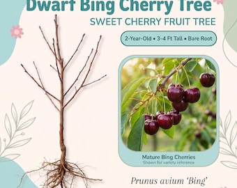 May include: A bare root Dwarf Bing Cherry Tree, 3-4 ft tall, with a brown trunk and exposed roots. Text includes 'Dwarf Bing Cherry Tree', 'SWEET CHERRY FRUIT TREE', '2-Year-Old', '3-4 Ft Tall', 'Bare Root', 'Mature Bing Cherries', and 'Prunus avium Bing'.