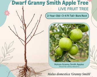 May include: A bare root Dwarf Granny Smith Apple Tree, 3-4 ft tall, with exposed roots and leafless branches. Text includes Dwarf Granny Smith Apple Tree, 2-Year-Old, 3-4 Ft Tall, Bare Root, and Malus domestica Granny Smith.