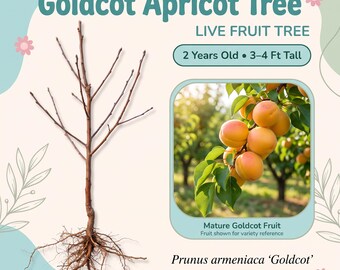 Goldcot Apricot Tree Live Fruit Tree – 2 Year Old, 3–4 Ft Tall, Sweet-Tart Golden Apricots, Self Pollinating, Zones 4–8