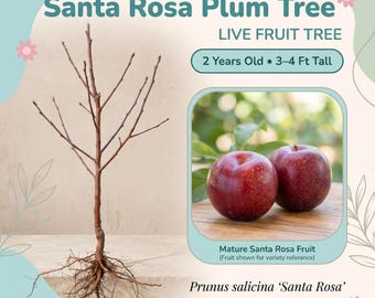 May include: A bare-root Santa Rosa Plum Tree, 2 years old and 3-4 ft tall, with exposed roots and branches. An inset shows two mature red Santa Rosa plums on a wooden surface. Text includes Santa Rosa Plum Tree, Live Fruit Tree, and Prunus salicina.