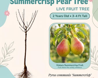 Peral Summercrisp (árbol frutal vivo) – 2 años de edad, 90-120 cm de altura, peras crujientes y jugosas de color carmesí, autofértil, zonas 4-9.